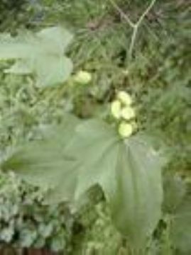 Epimedium Extract